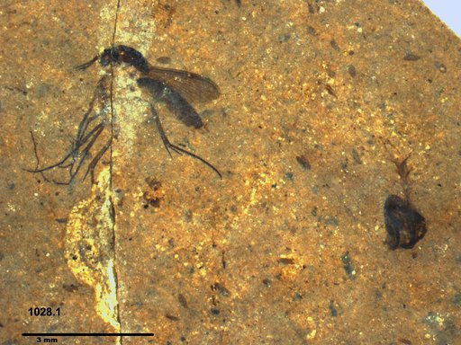 Mycetophilidae