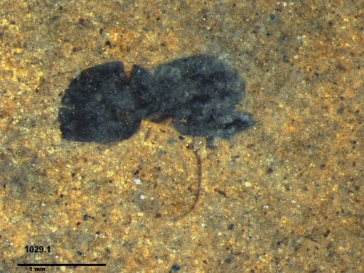 Genus sp