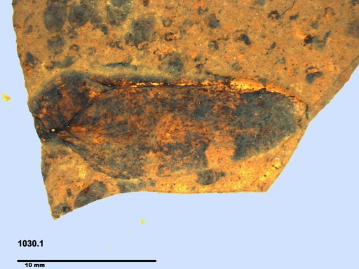 Tracheophyta