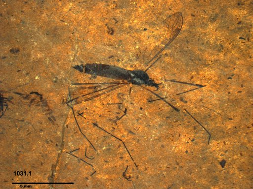 Diptera