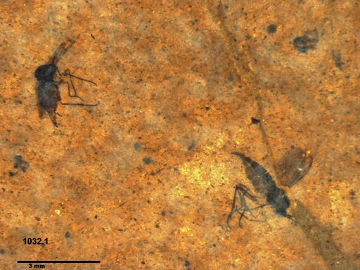 Sciaridae