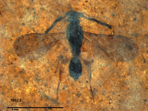 Diapriidae