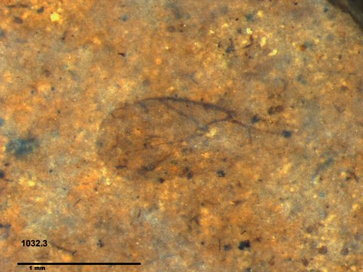 Genus sp