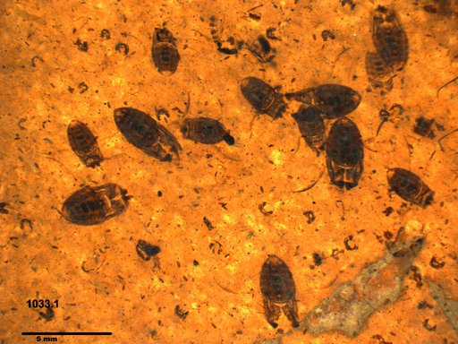 Corixidae