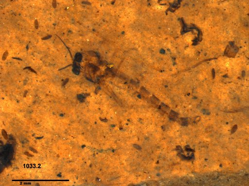 Genus sp