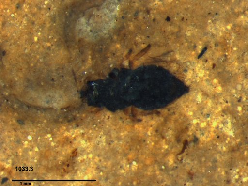 Genus sp
