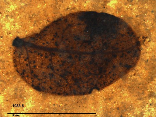 Tracheophyta