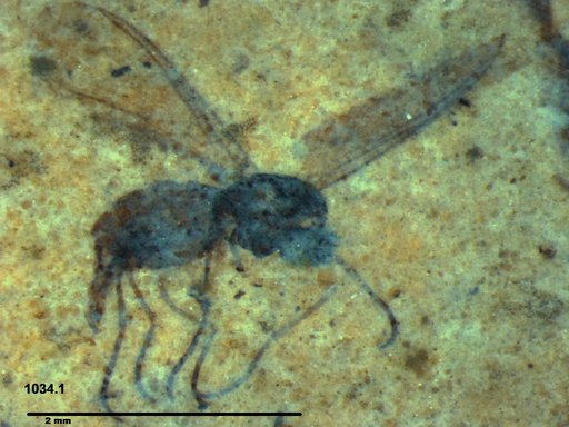 Sciaridae
