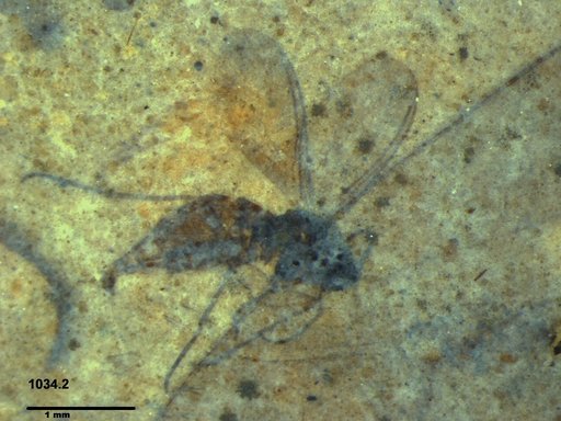Sciaridae