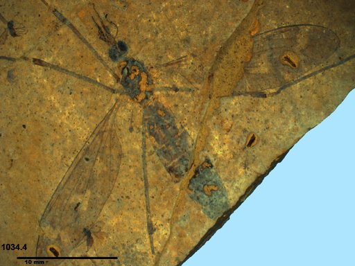 Diptera