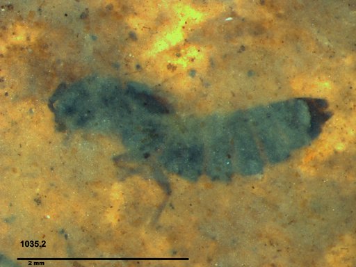 Genus sp