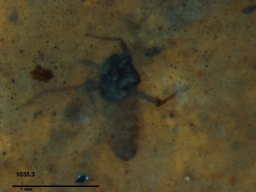 Diptera