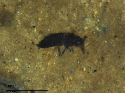 Genus sp