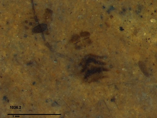 Corixidae