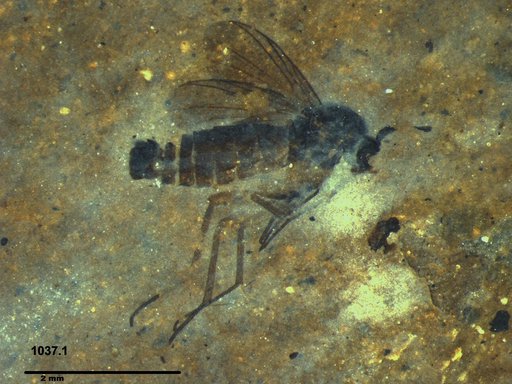 Diptera