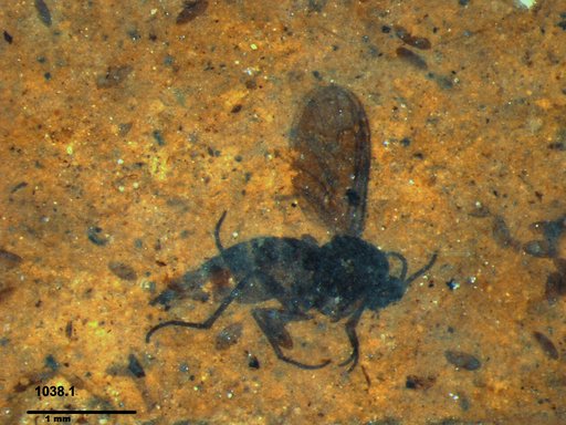 Sciaridae