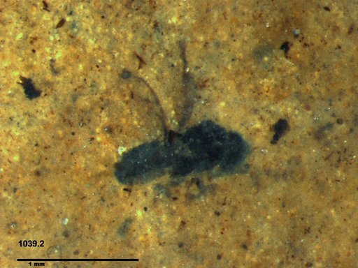 Genus sp