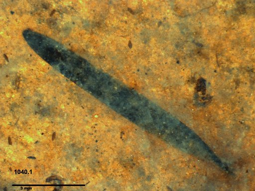 Tracheophyta