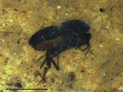Genus sp