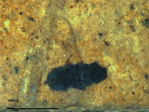 Genus sp
