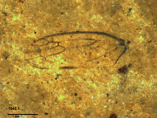 Genus sp