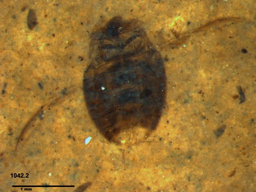 Corixidae
