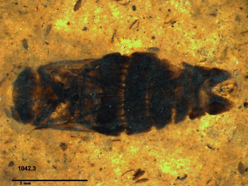 Corixidae