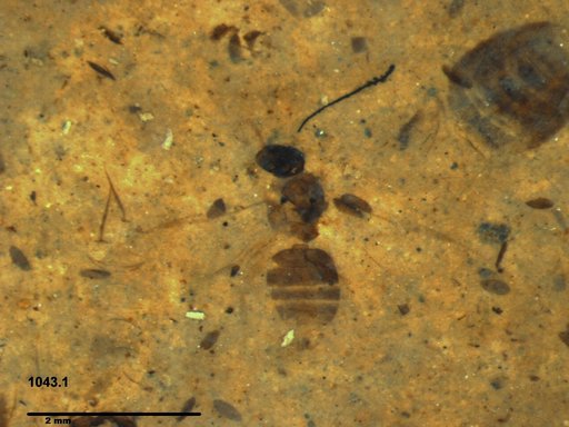 Formicidae