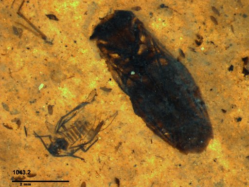Corixidae