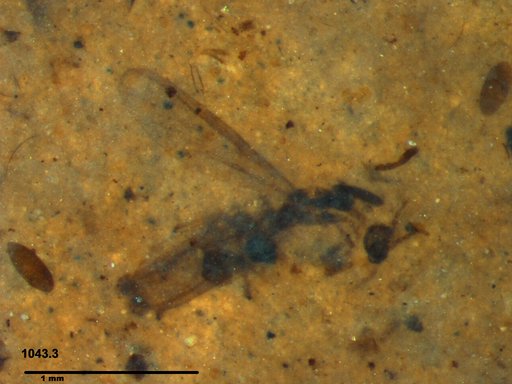 Chaoboridae