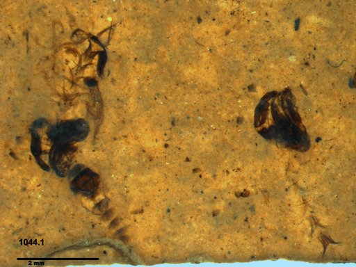 Chaoboridae