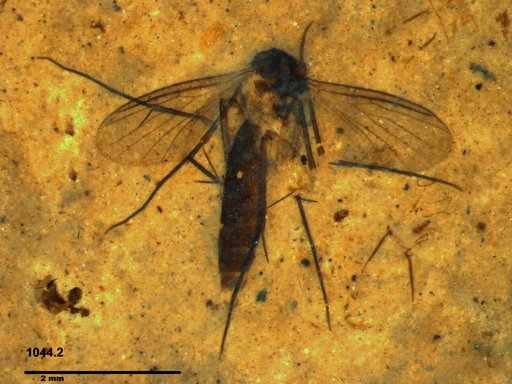 Mycetophilidae