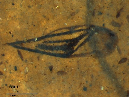 Genus sp