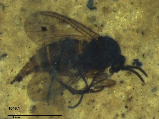 Sciaridae