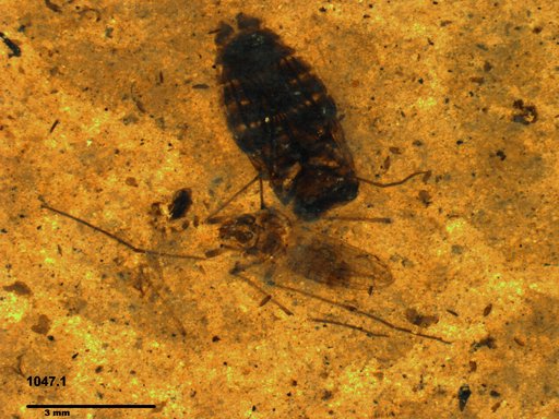 Diptera