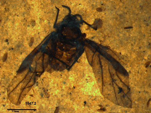 Aphididae