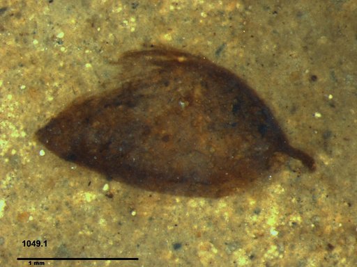 Tracheophyta