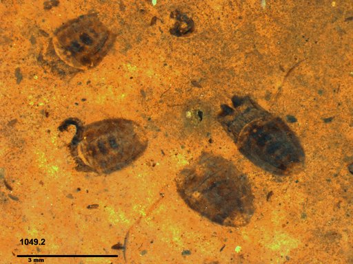 Corixidae