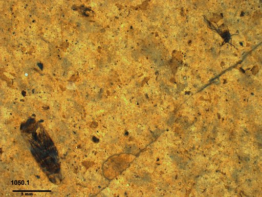 Corixidae
