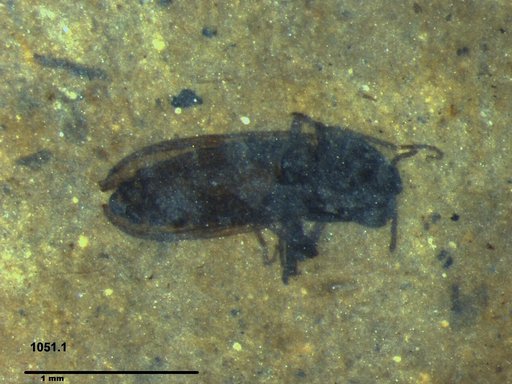 Diptera