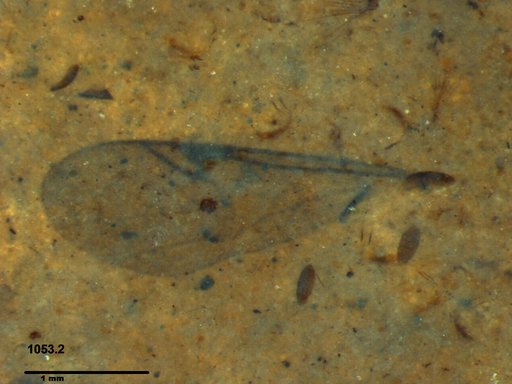 Proctotrupidae