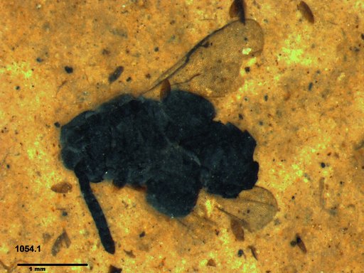 Genus sp