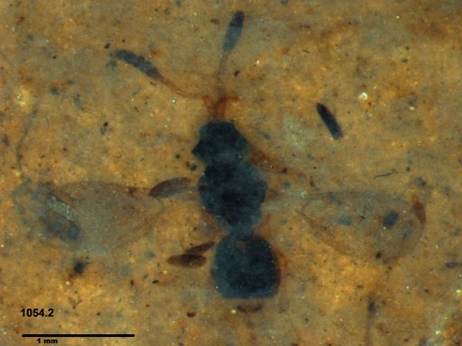 Diapriidae