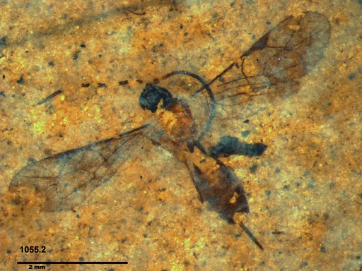 Ichneumonidae