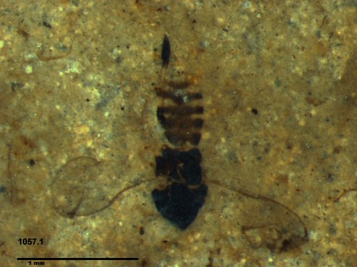 Genus sp
