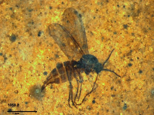 Sciaridae