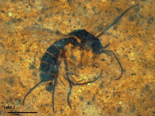 Mycetophilidae