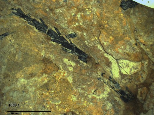 Tracheophyta