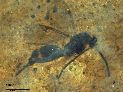 Proctotrupidae