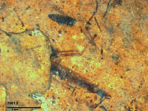 Genus sp